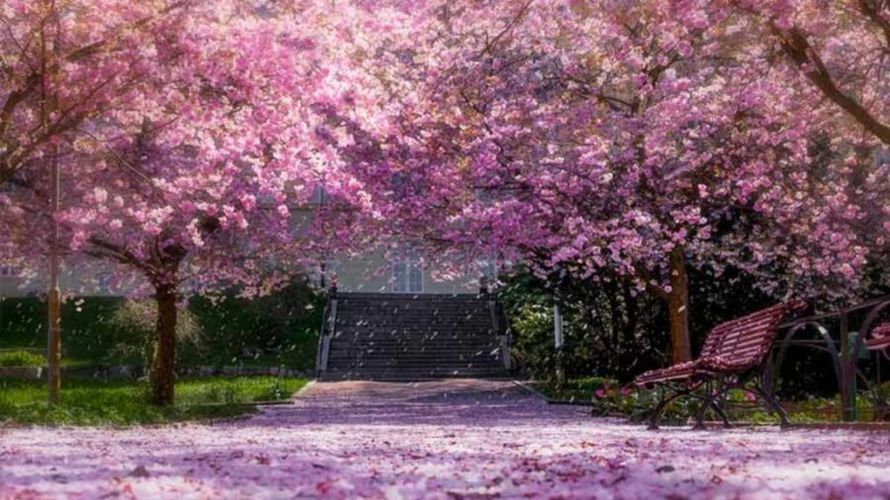 Cherry blossoms in India Top 5 places to Spot them!