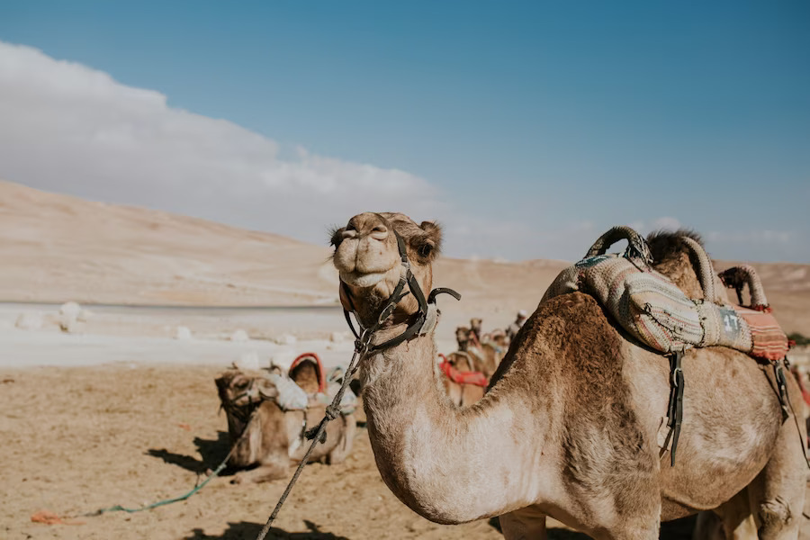 camel safari in ladakh price