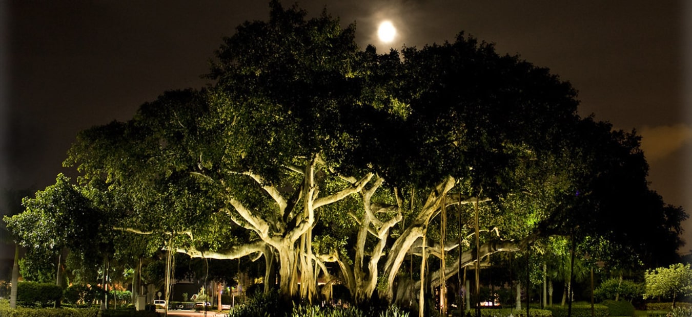 Standing Tall for 500 Years This Banyan Tree Is The Oldest In The World