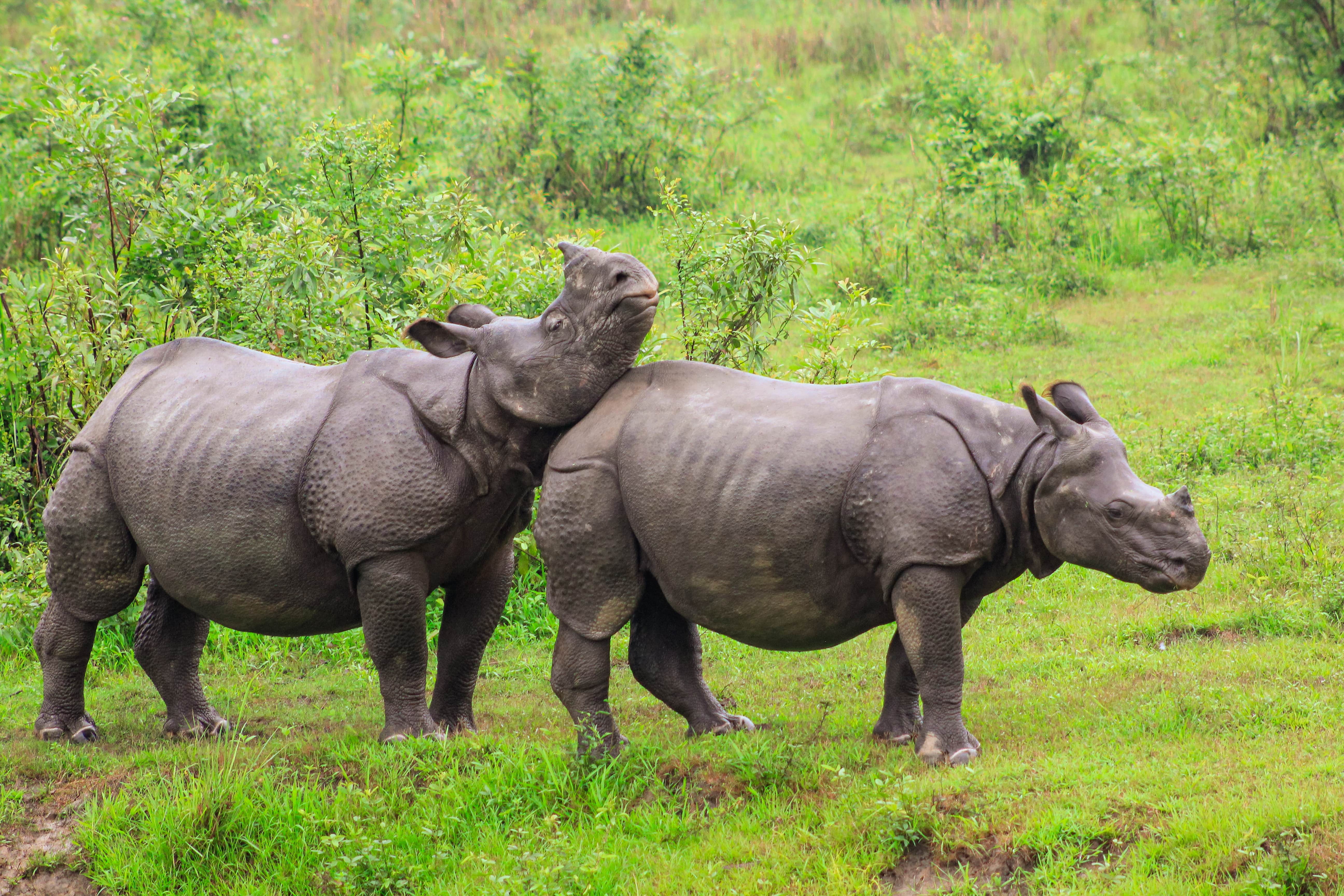 Kaziranga National Park In Assam Reopens After 5 Months