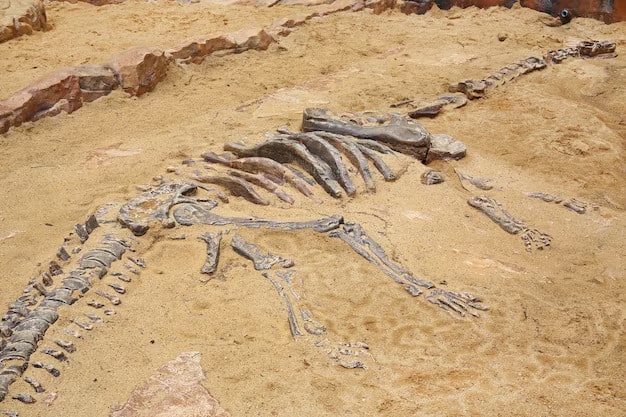 A 70 Million-Year-Old Dinosaur Skeleton Found In France