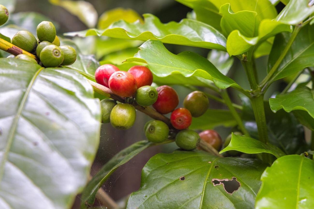 Coffee Plantations in Bali: An Ultimate Travel Guide