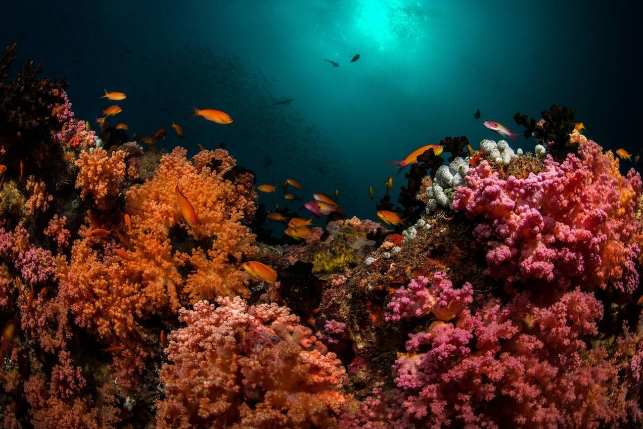 HP Reef Maldives: Explore And Wander Into Underwater Marvels