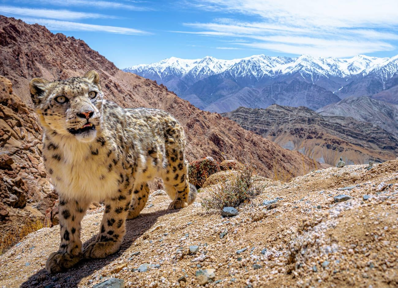 Exploring Ladakh's Unique Flora and Fauna