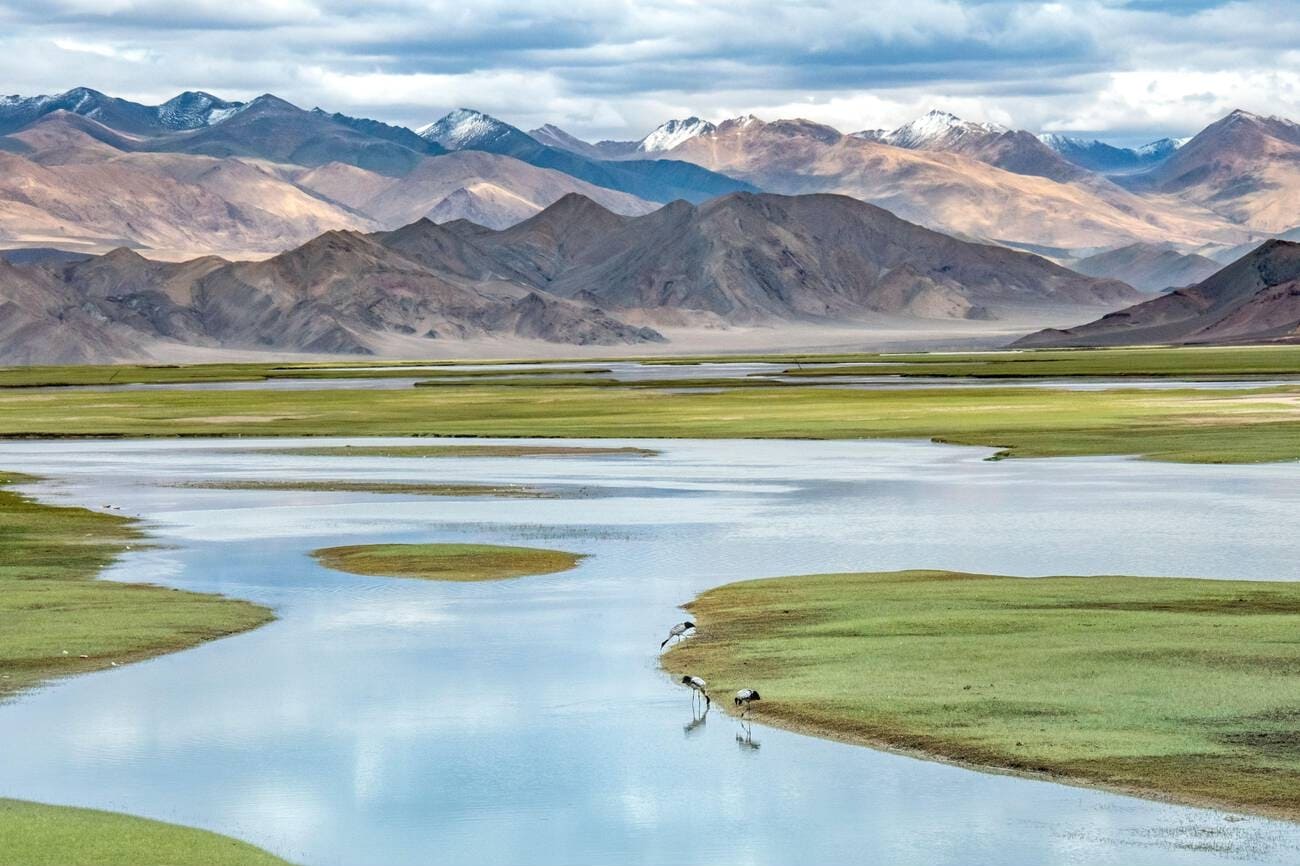 Wildlife of Ladakh- Explore the biodiversity of this paradise