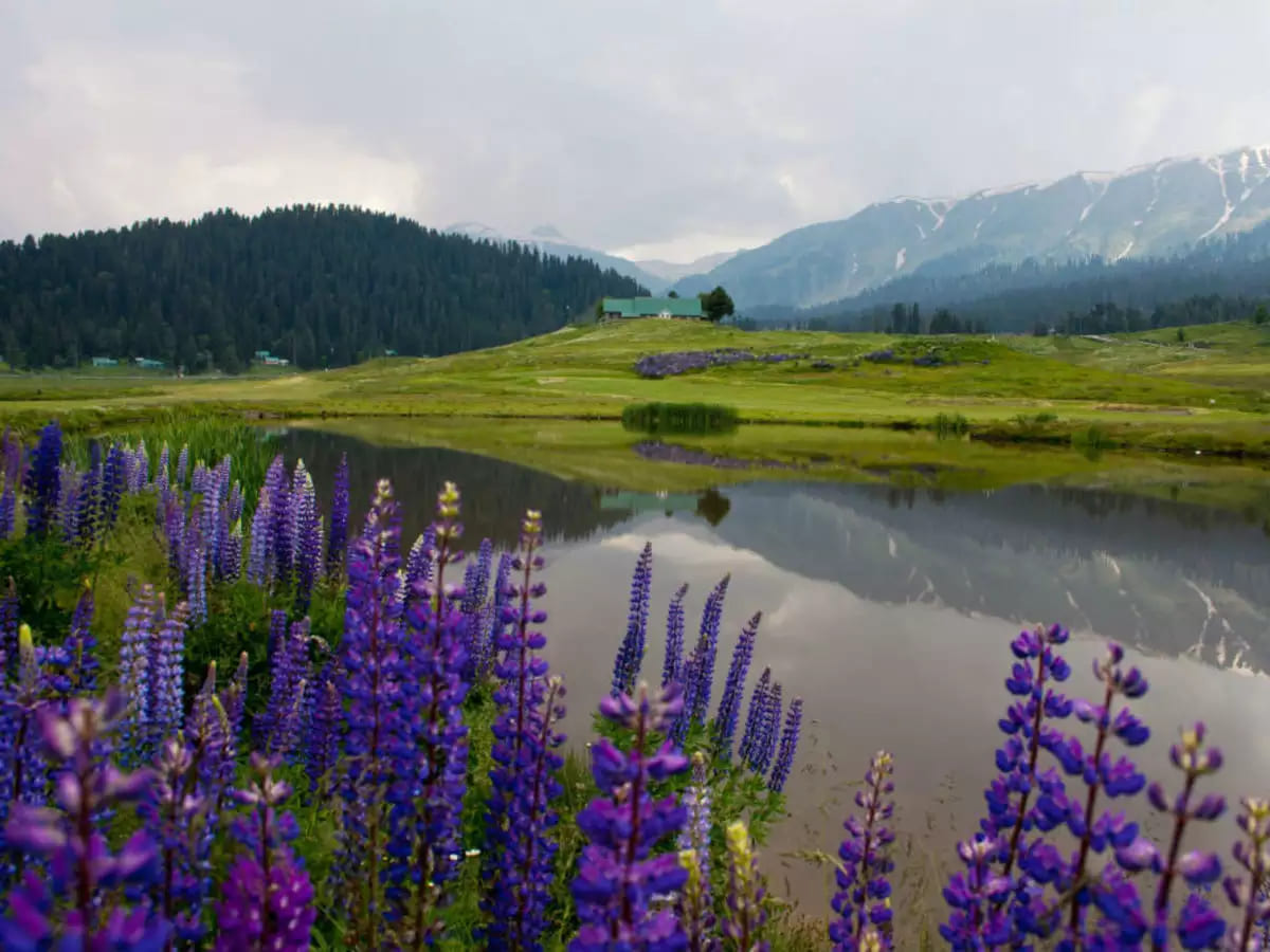 Ningle Nallah the Most Beautiful Picnic Spot in Gulmarg