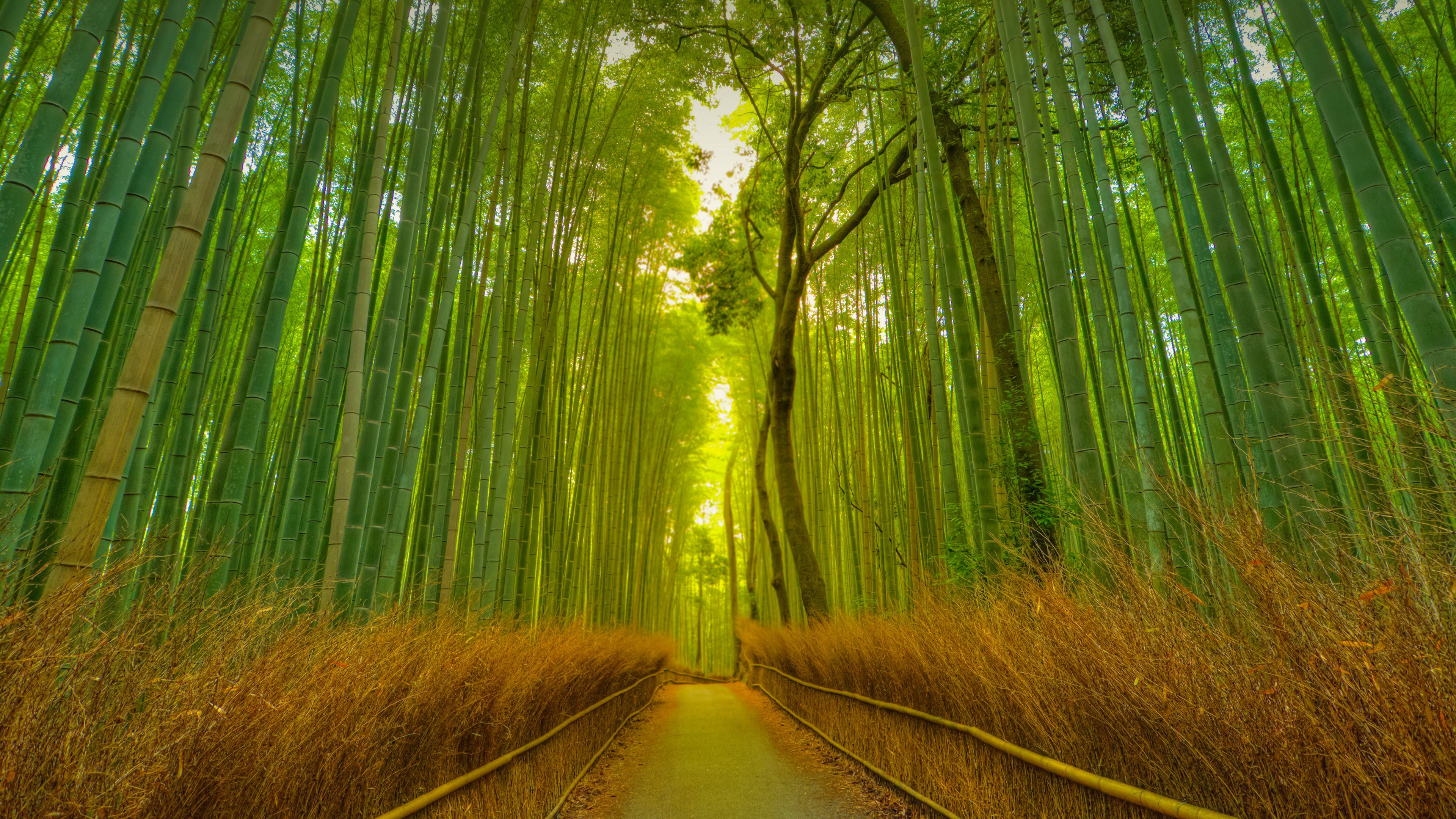 Top Tips for Exploring Kyoto's Arashiyama Bamboo Grove